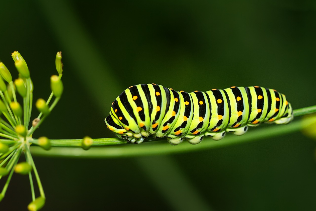 caterpillar, butterfly, dovetail-7434958.jpg